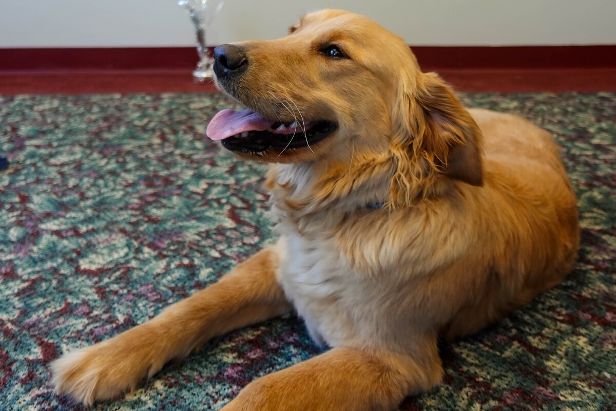 Sunny, SNHU’s community comfort dog.
